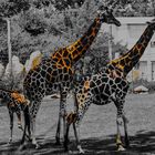 Girafe et cie