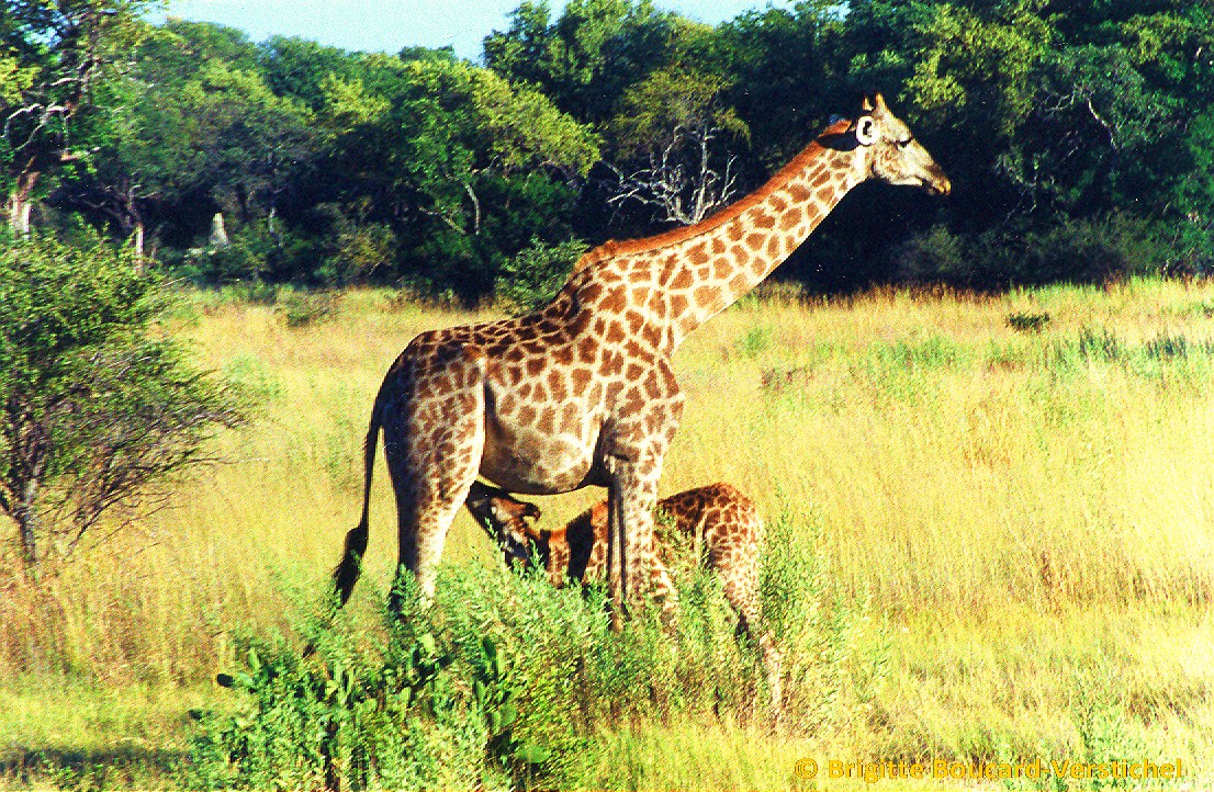  Girafe  et Girafon  Masai Mara Kenya photo et image 