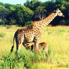 Girafe et Girafon, Masai Mara, Kenya