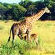 Girafe et Girafon, Masai Mara, Kenya