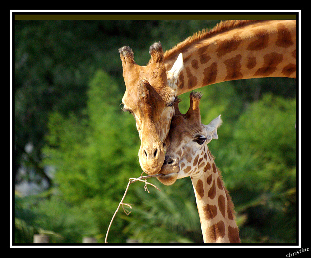 girafe et petit