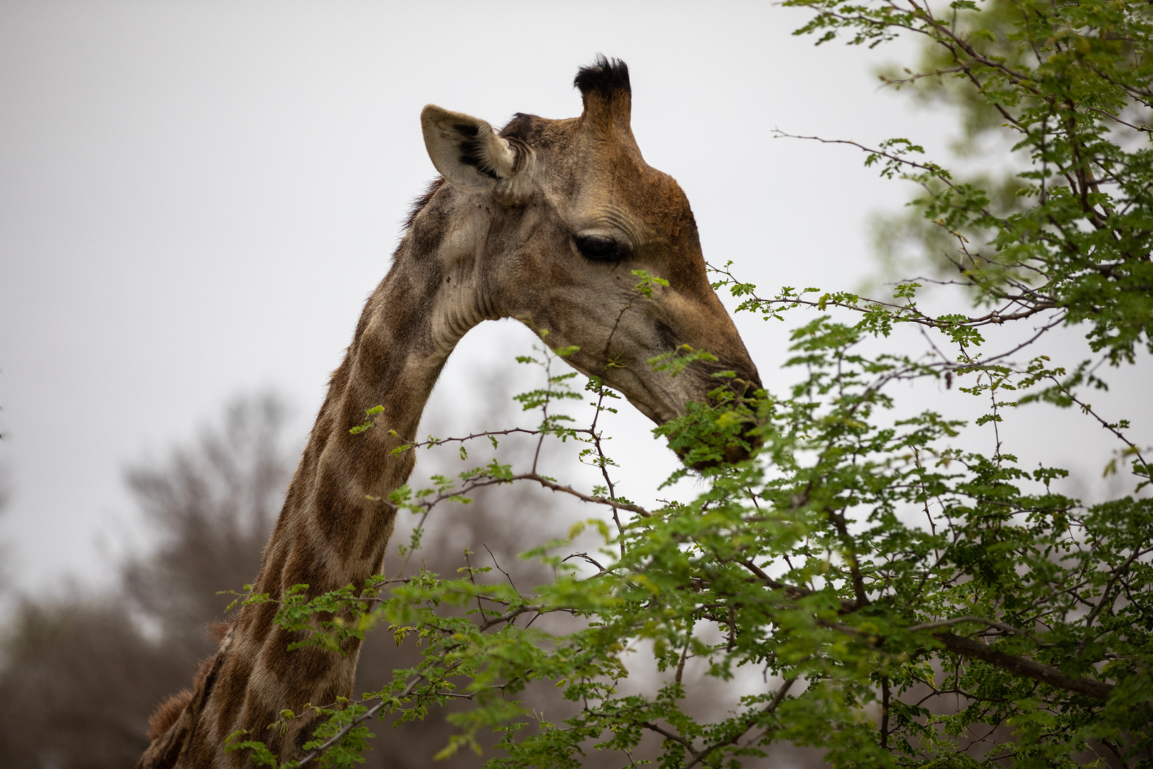 Girafe im Kruger Nationalpark