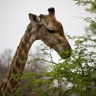 Girafe im Kruger Nationalpark