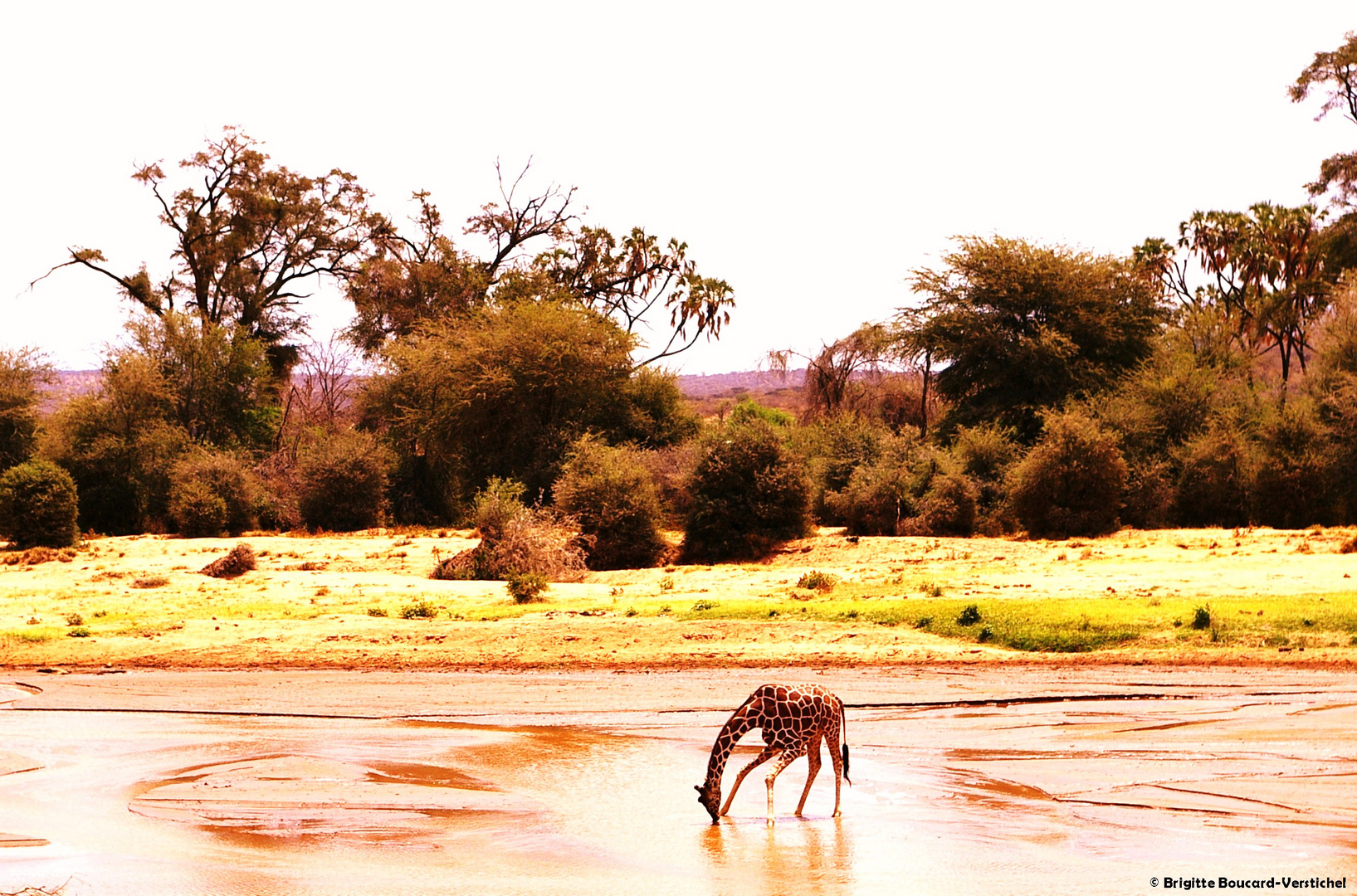 Girafe, Kenya