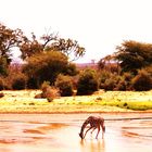 Girafe, Kenya