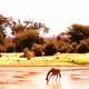 Girafe, Kenya