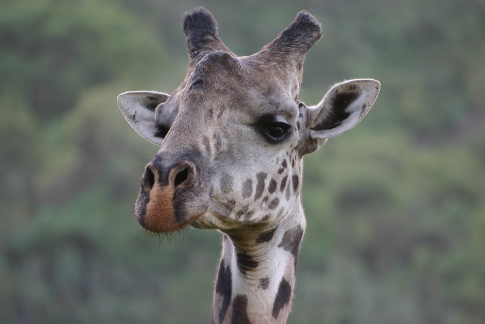 girafe masaï de Guy CHEVILLARD 