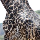 Girafe Masai - Parc de Ruaha