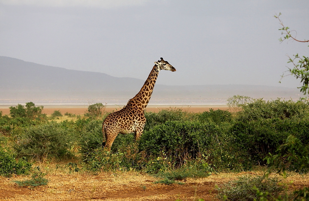 Girafe Massaï.