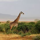 Girafe Massaï.