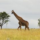 " Girafe massaÏ "