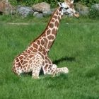 Girafe qui se repose....