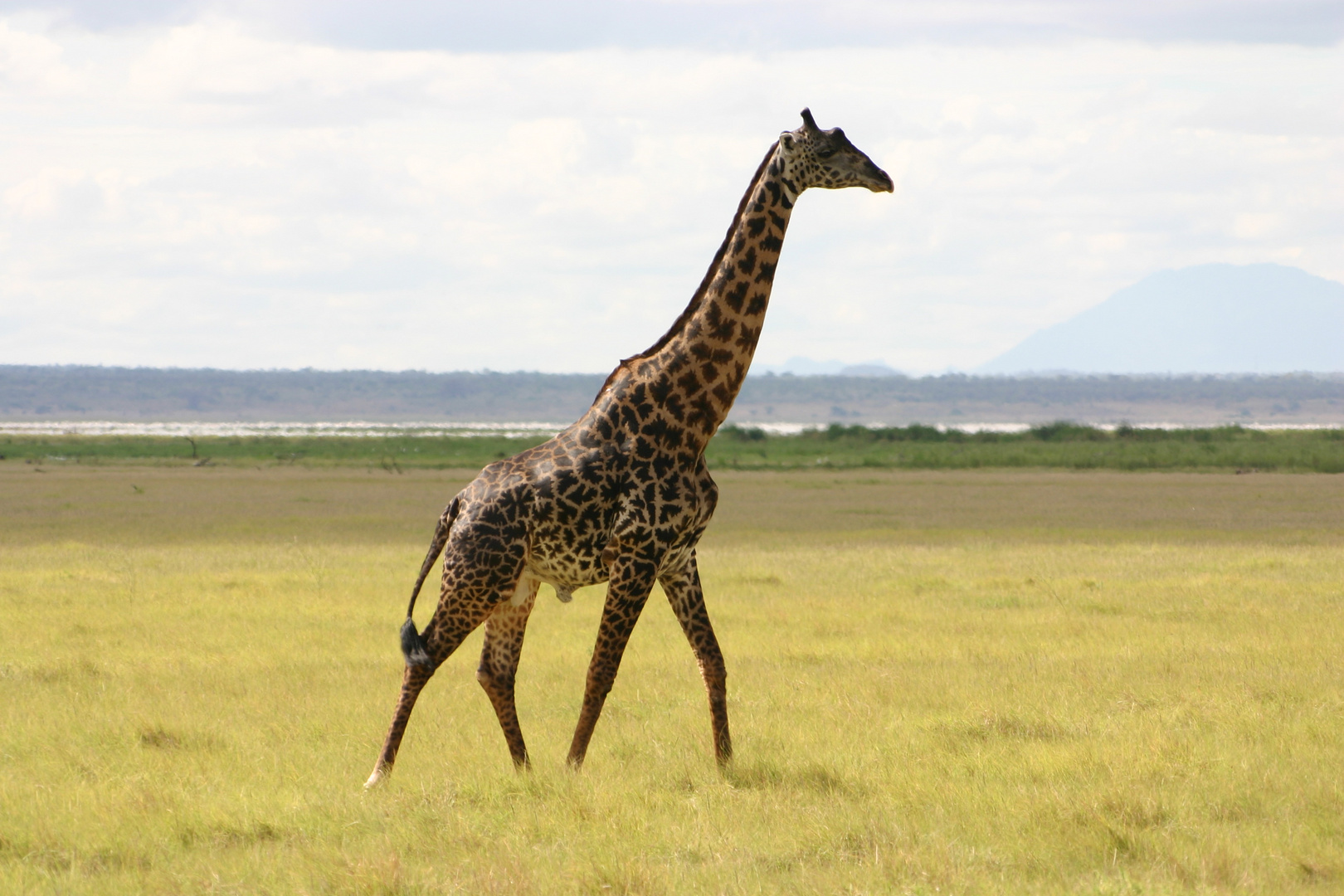 Girafe solitaire