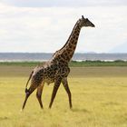 Girafe solitaire