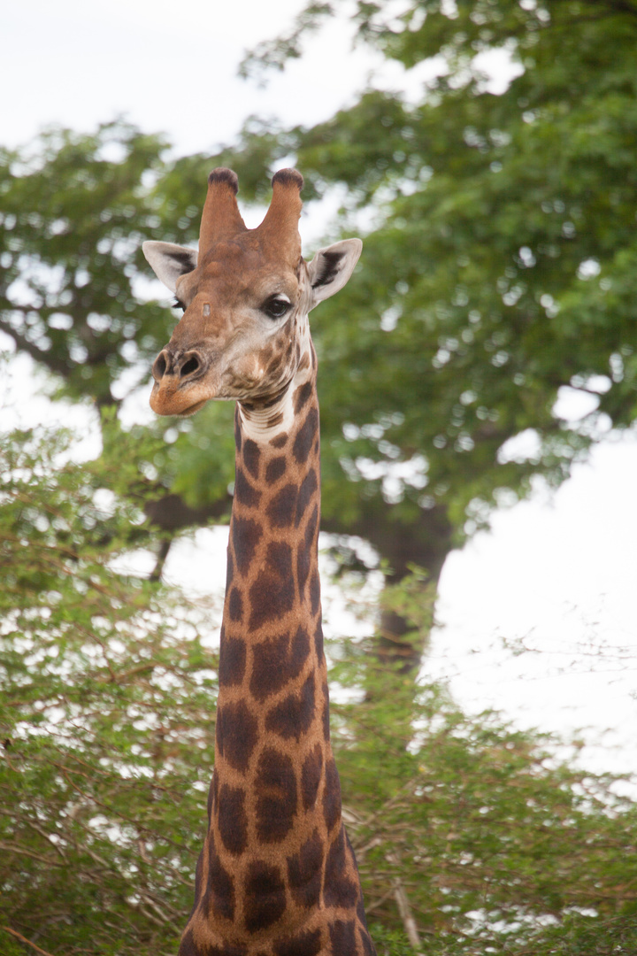 Girafe1