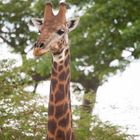 Girafe1