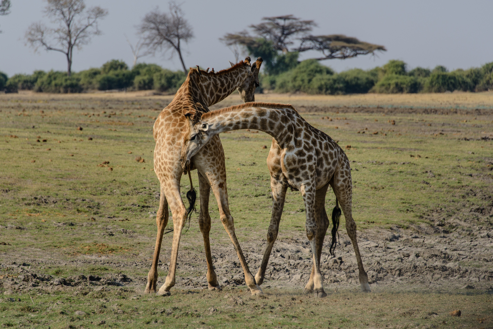 Girafen Kampf