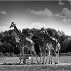 Girafes