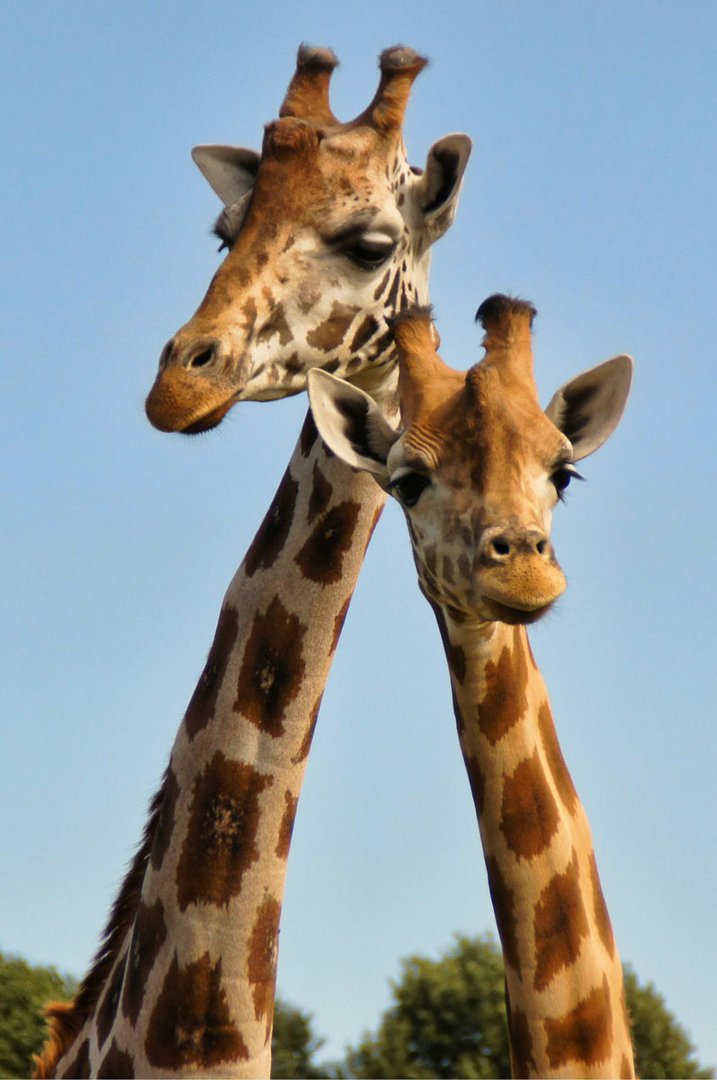 Girafes