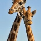 Girafes