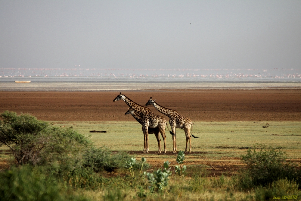 Girafes.