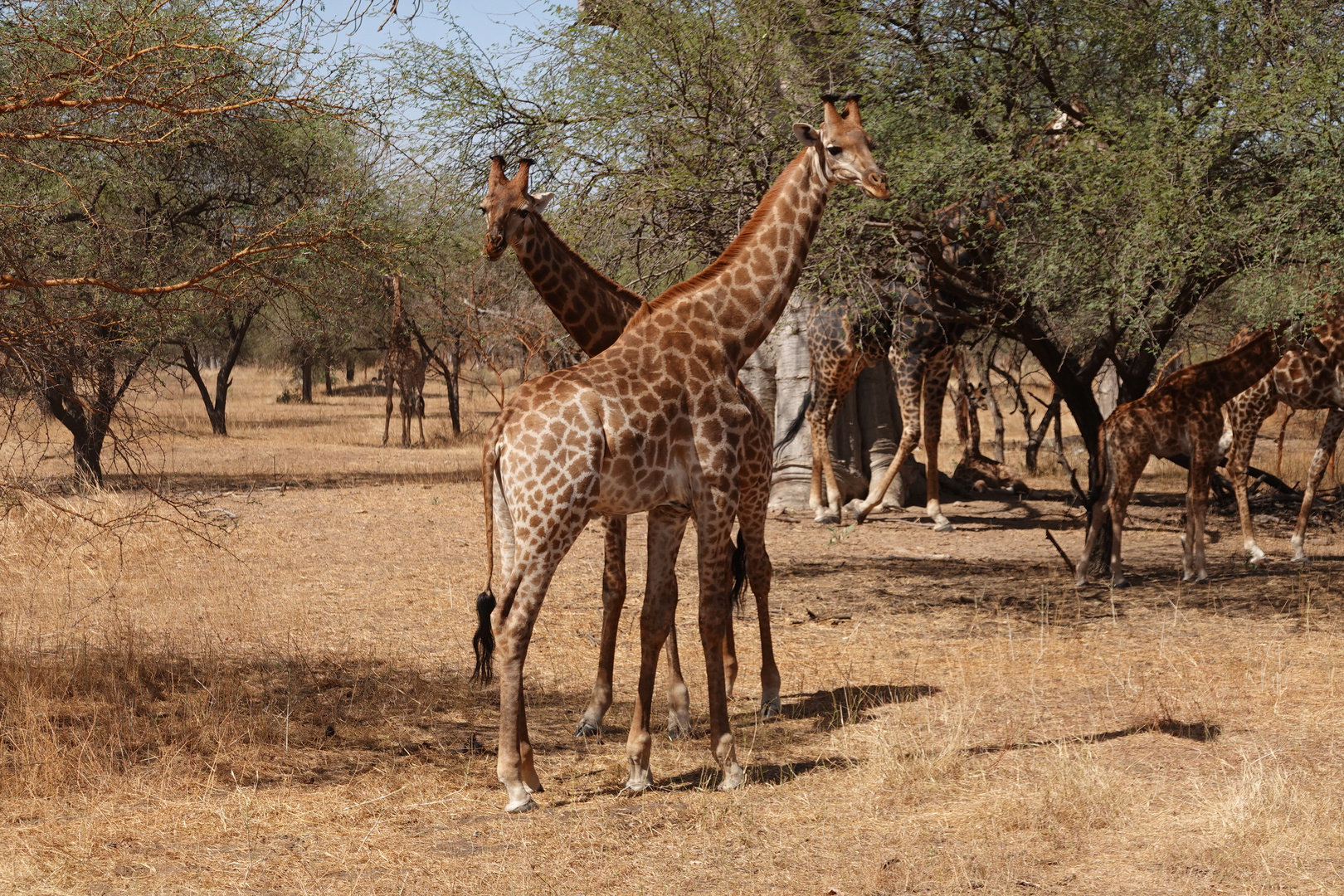 Girafes de la réserve de Bandia, Sénégal