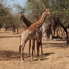 Girafes de la réserve de Bandia, Sénégal