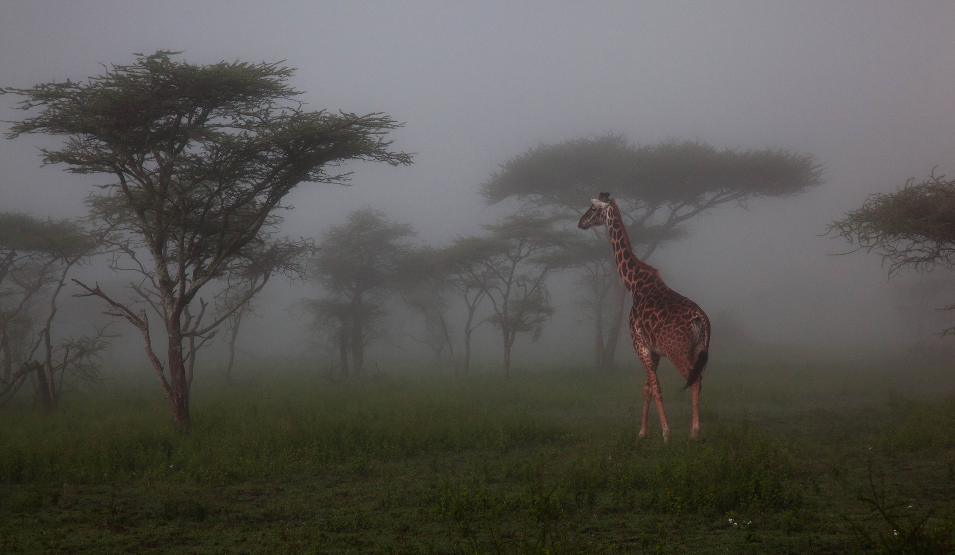 girafes in the mist ,tanzania