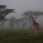 girafes in the mist ,tanzania