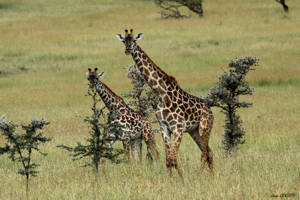 Girafes Massaï.