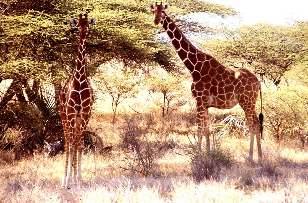 Girafes réticulées- Parc de Samburu - Nord Kenya