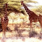 Girafes réticulées- Parc de Samburu - Nord Kenya