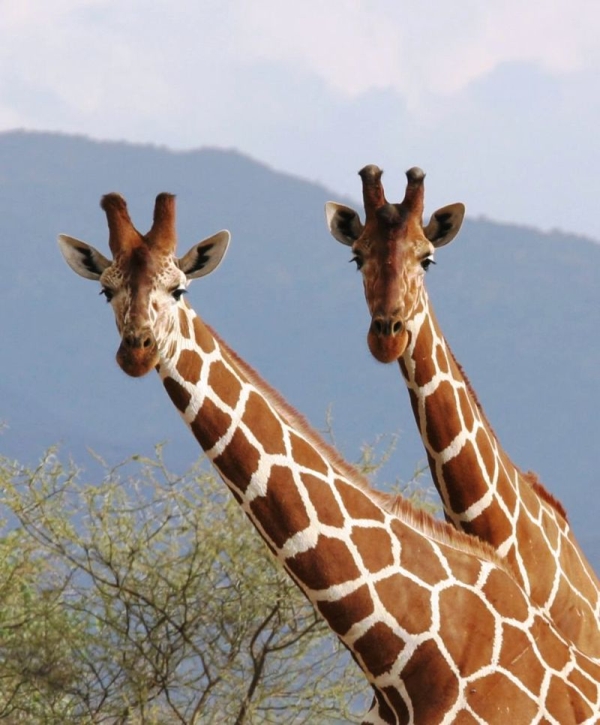 Girafes réticulées (Reticulated giraffes) - Samburu / Kenya - Curieuses !