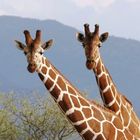 Girafes réticulées (Reticulated giraffes) - Samburu / Kenya - Curieuses !