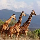 Girafes réticulées (Reticulated giraffes) - Samburu / Kenya - On va à l'école !