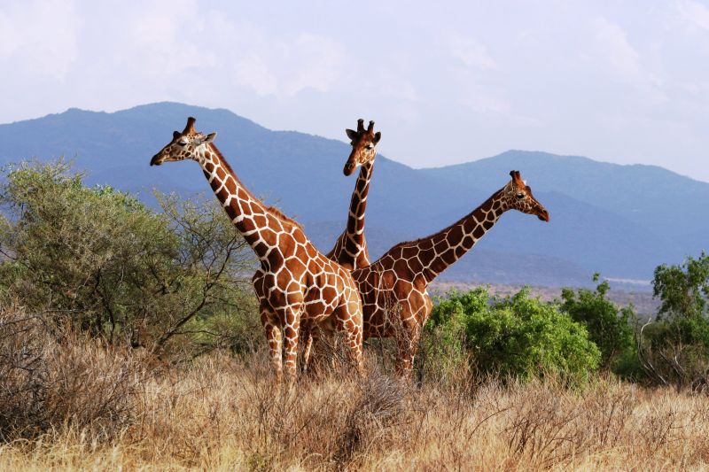 Girafes réticulées (Reticulated giraffes) - Samburu / Kenya - Pendule !