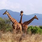 Girafes réticulées (Reticulated giraffes) - Samburu / Kenya - Pendule !