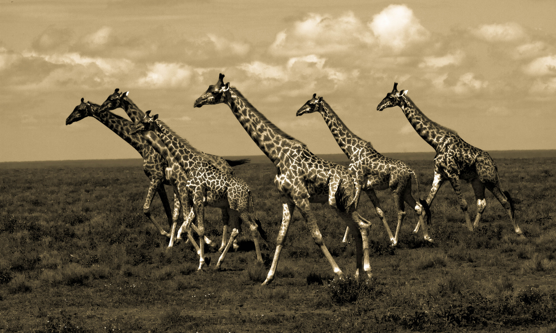 Girafes,Tanzania