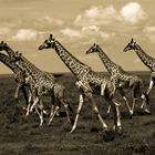 Girafes,Tanzania