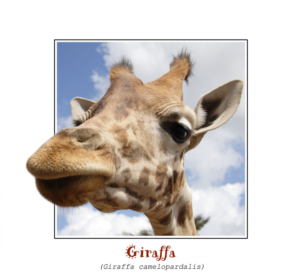 Giraffa