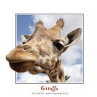 Giraffa