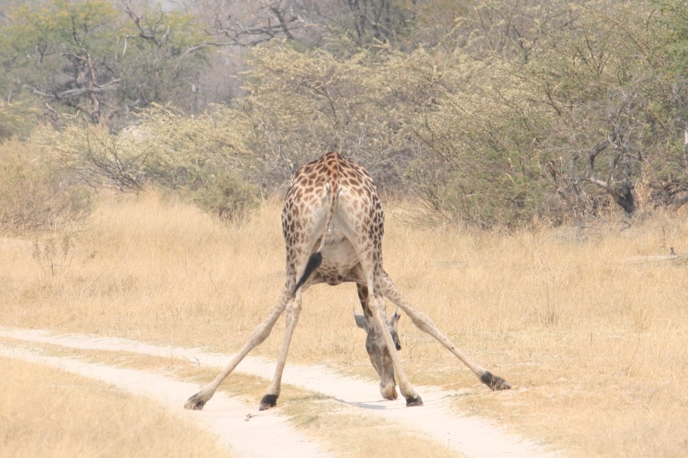 Giraffa