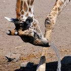 Giraffa all'abbeverata (Parco Etosha - Namibia)