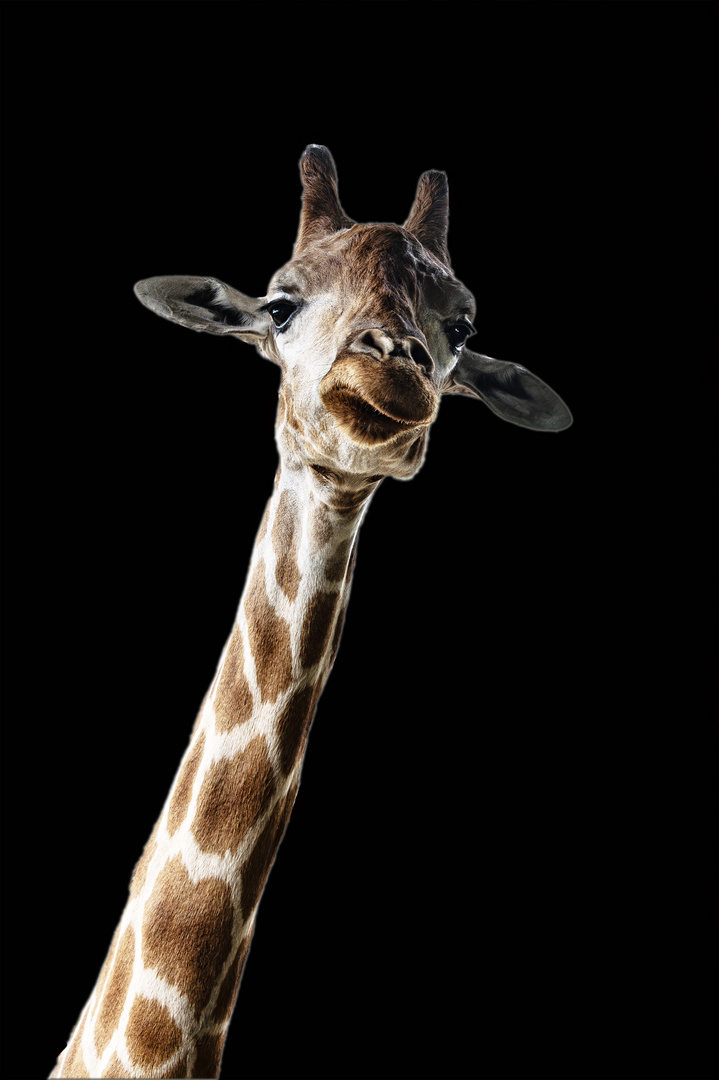 GIRAFFA ANGOLENSIS  Angola Giraffe