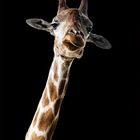 GIRAFFA ANGOLENSIS  Angola Giraffe