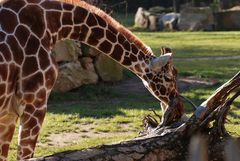 Giraffa camelopardalis