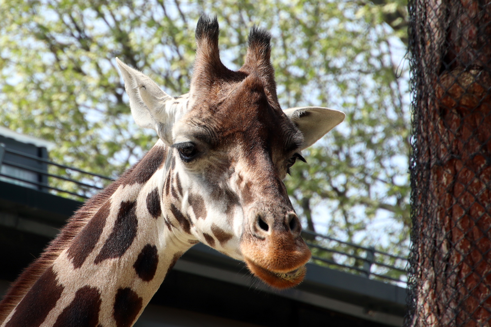 Giraffa camelopardalis