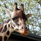 Giraffa camelopardalis