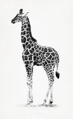 - Giraffa camelopardalis -