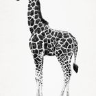 - Giraffa camelopardalis -